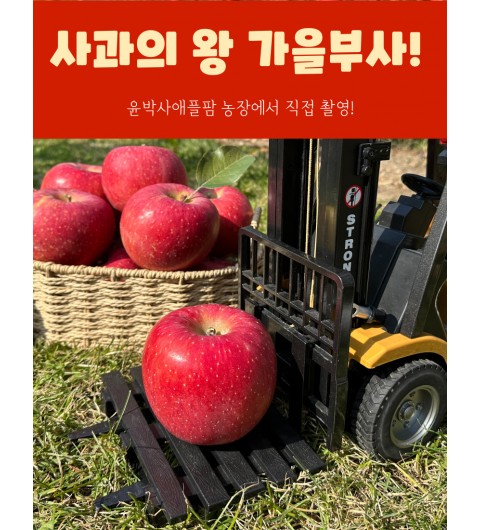 가을사과 [부사]  5kg 20과 [소과]