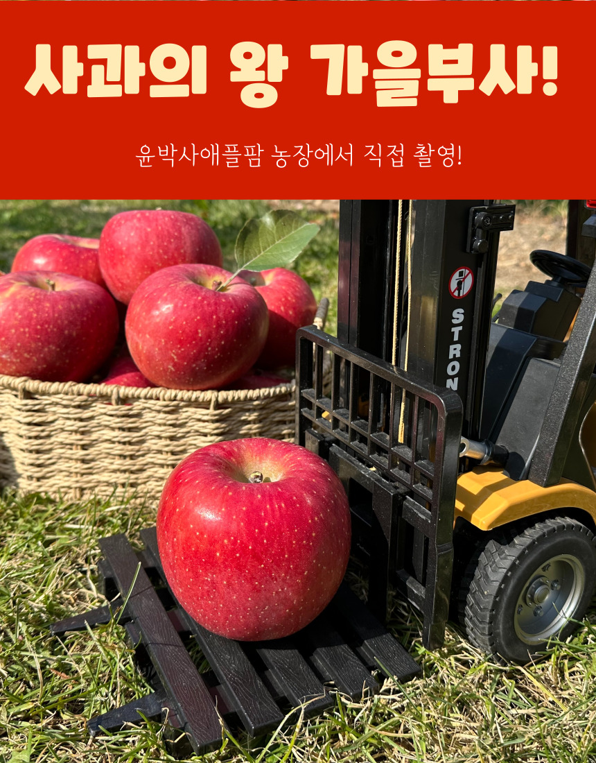 가을사과 [부사]  5kg 14과 [대과]